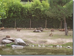 2011.07.26-063 capybaras et maras