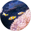 Image Google de Nathalie Faure