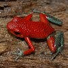 Granular Poison Dart frog