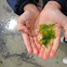 Sea Lettuce