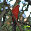 Australian King-Parrot