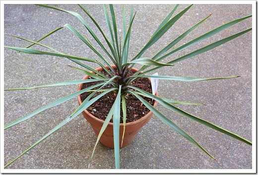 120226_Yucca-rostrata linearifolia_16