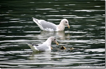 Glaucous Wing and not sure what else gull at a salmon
