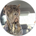 shannon winchester Google profile image