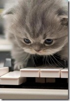 gato pianista blogdeimagenes (35)
