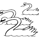 Swans_3.jpg