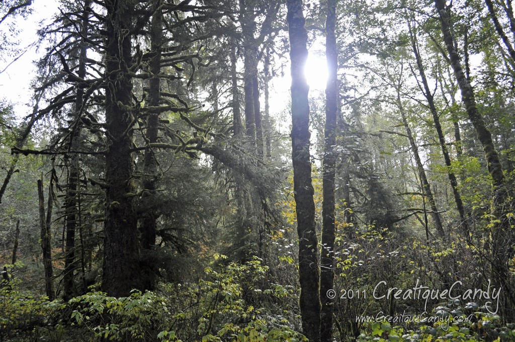 [MossCoveredDesktopSaver%255B4%255D.jpg]