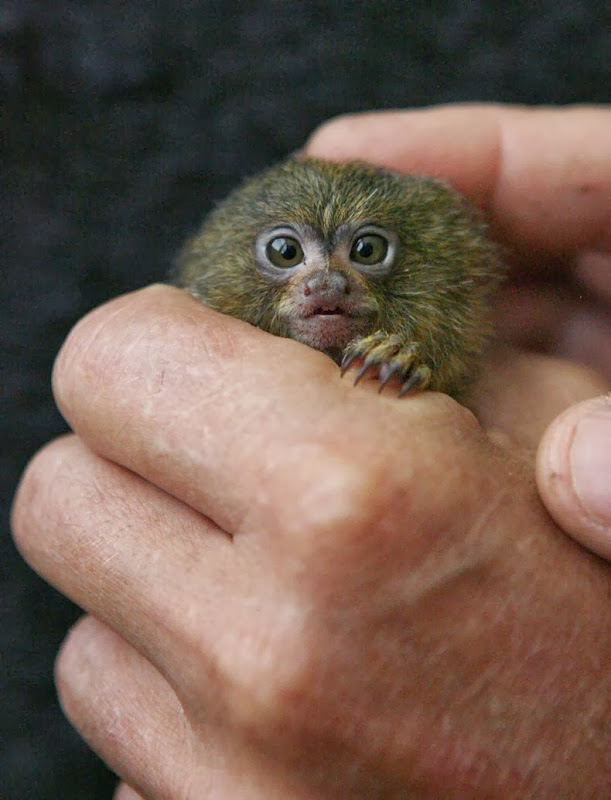 pygmy-marmoset-1