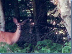 7396 Restoule Provincial Park - deer seen when walking back to campsite