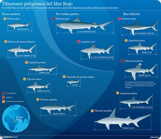 tiburones tiburones