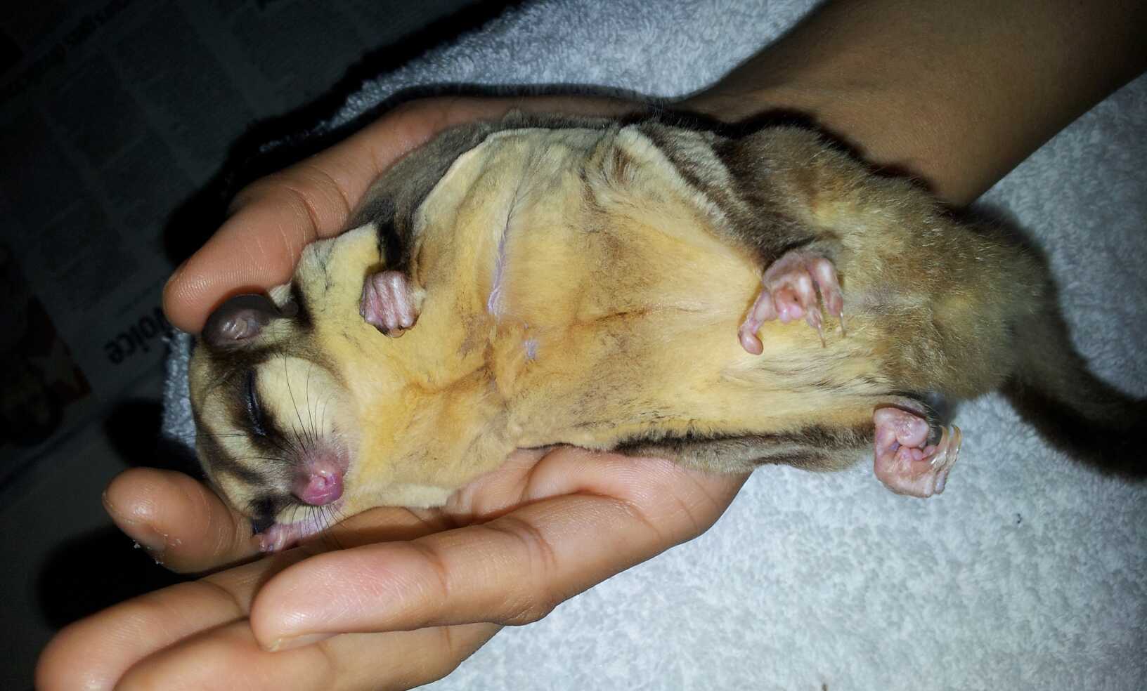 Sugar Glider Baby In Pouch Part 2