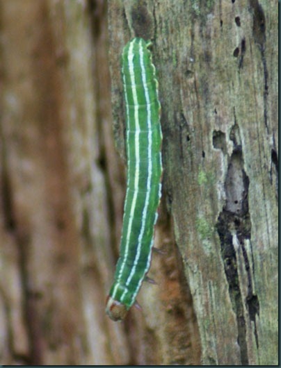 pine beauty caterpillar