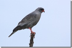 Eastern-chanting Goshawk