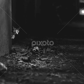 Void by Vivek Gupta - Black & White Animals