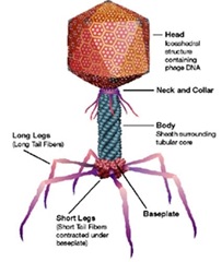 T4 bacteriophage structure