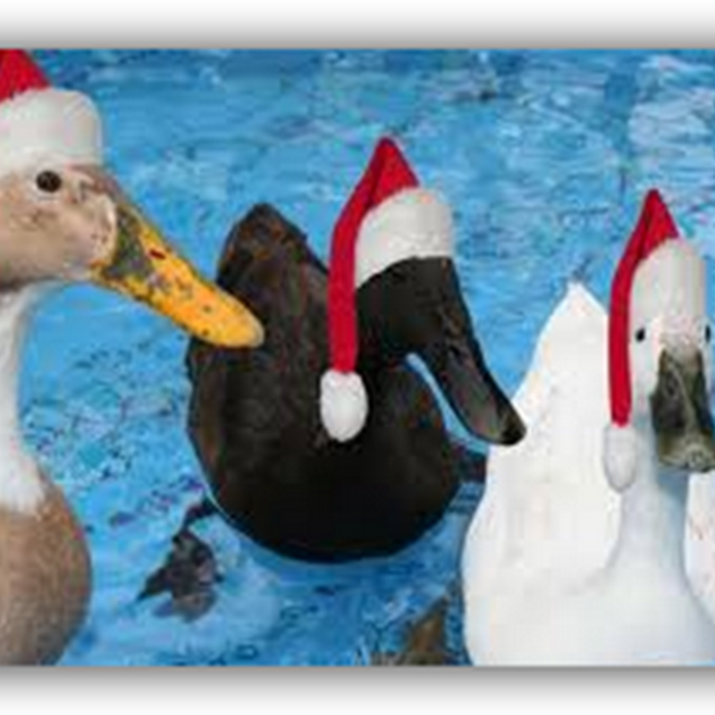 Merry Christmas from the Medical Quack(s)