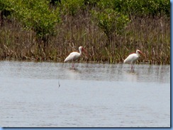 7769 Black Point Wildlife Drive, Merritt Island National Wildlife Refuge, Florida - White ibises
