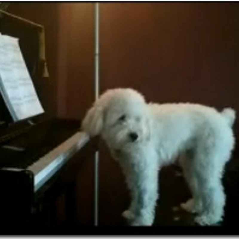 video perro cantando y tocando el piano