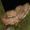 Eyelash viper, Schlegel's viper