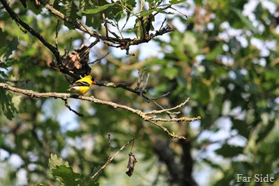 Goldfinch