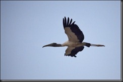 LL - bird in flight