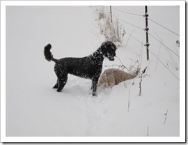 20120113_snow-day-outside_014