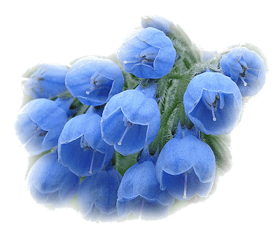 1815922245TCSbWtransp22222222222.png