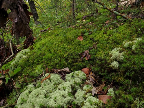 moss and lichen hill
