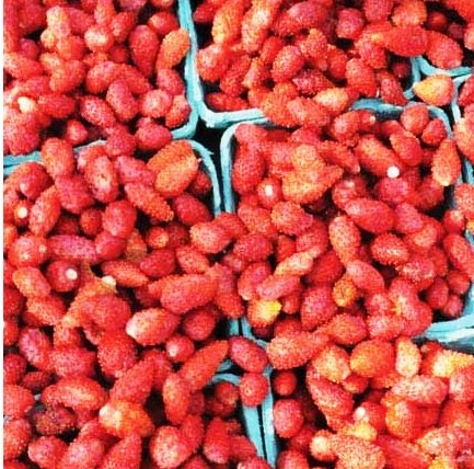 [Morango%2520Red%2520Wild%2520Wonder%255B5%255D.jpg]