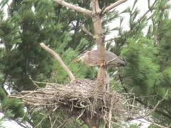 great blue heron in nest2. 7.25.2013