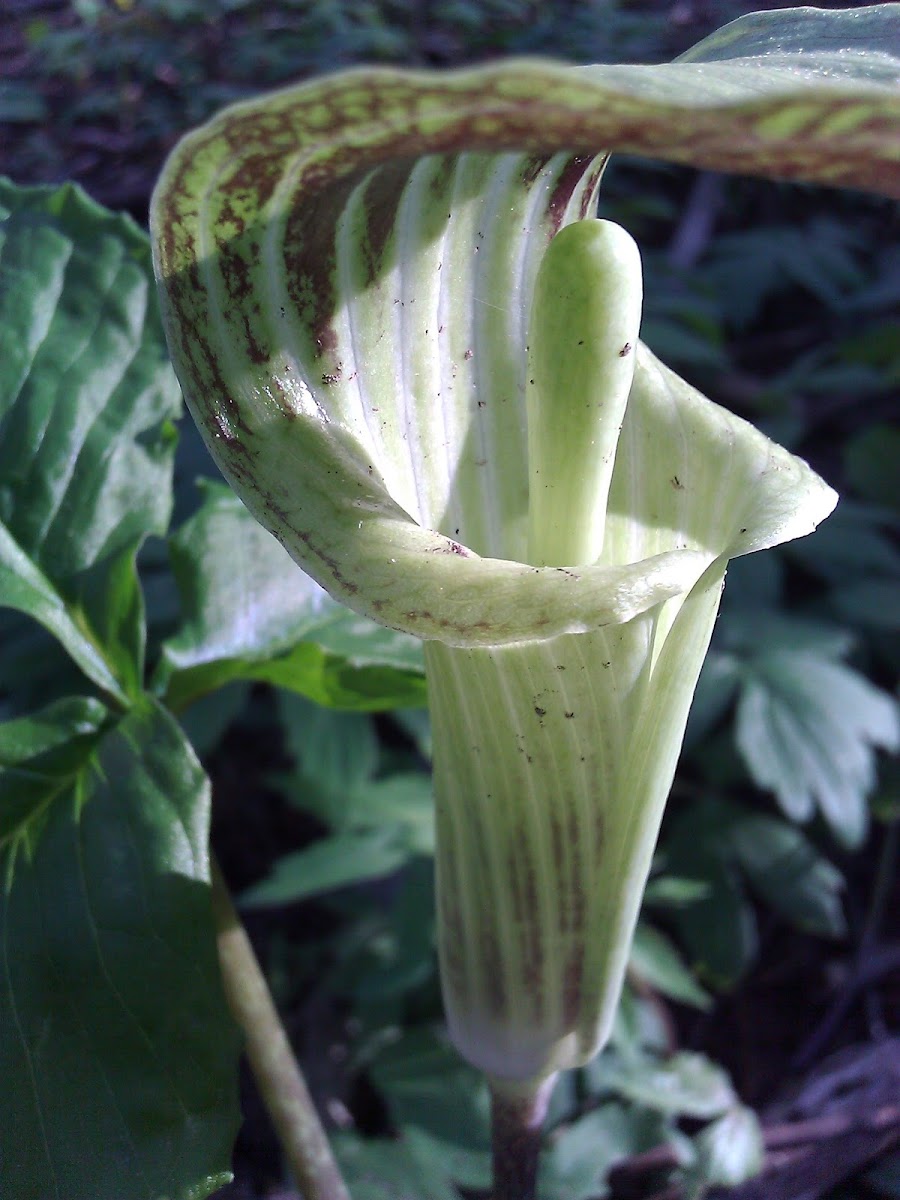 Jack-In-The-Pulpit