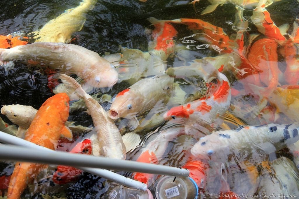 [Langkawi136%255B3%255D.jpg.webp]