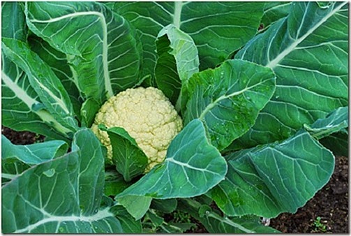 [clip_image01342.jpg]