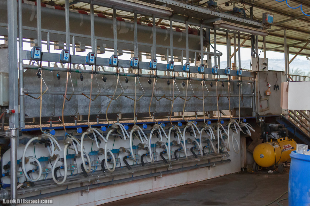 Менахемия - Козья Ферма Аз Из и медицинский музей Бейт ха-Рофе | Menahemia - As Is farm and medical museum | LookAtIsrael.com - Фото путешествия по Израилю | מנחמיה - חוות עז עיז ובית הרופא