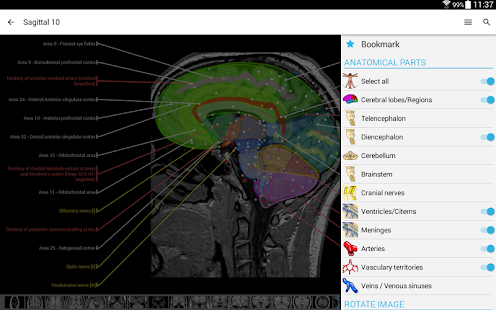 IMAIOS e-Anatomy