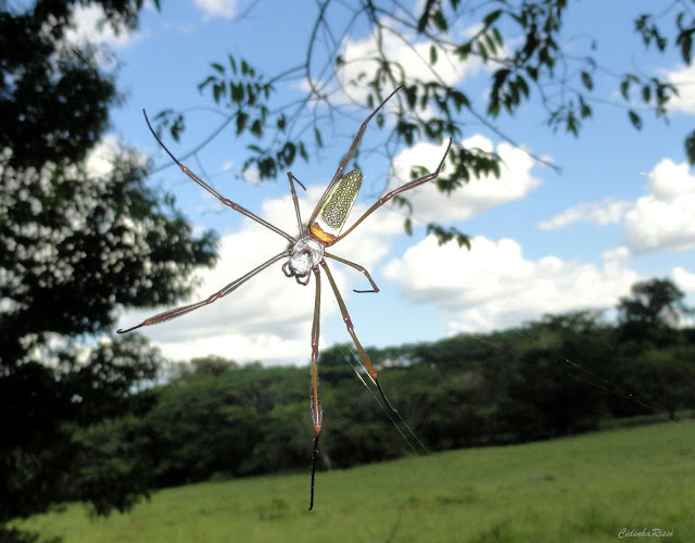 Nephila clavipes (LINNAEUS, 1767). Colider (Mato Grosso, Brésil), mai 2011. Photo : Cidinha Rissi