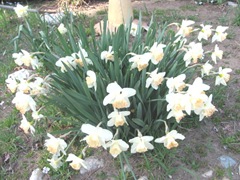 R.O.Backhouse daffodils 3.12