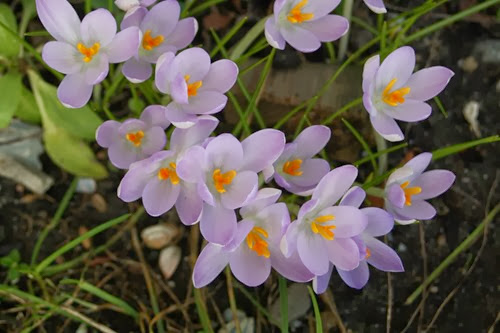 20100310 (4) (Large)