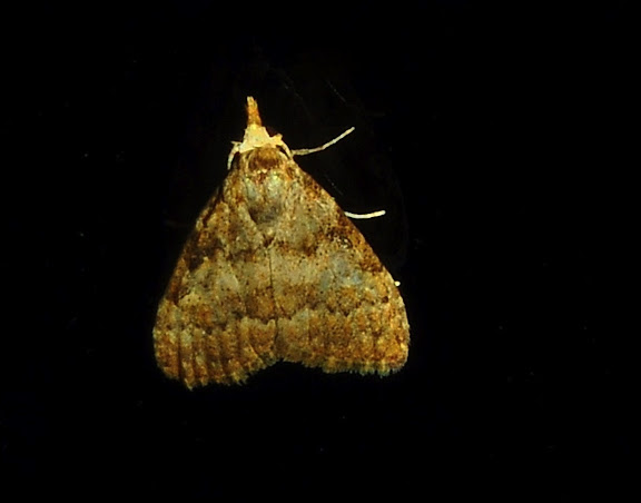 Peut-être : Geometridae : Larentiinae : Eupitheciini : Microdes villosata GUÉNÉE, 1857. Umina Beach (NSW, Australie), 5 juin 2011. Photo : Barbara Kedzierski