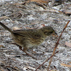 Seaside Sparrow