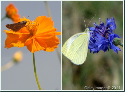 skipper collage