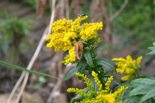 A Gatekeeper sharing a Golden Rod flower head with a Green Bottle Fly or Blow Fly - Phaenicia sericata or Lucilia sericata