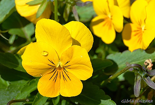 Glória Ishizaka - Flor amarela 35