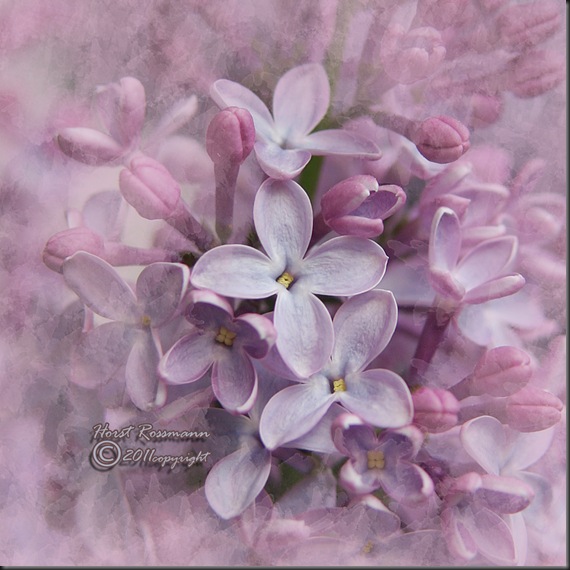 Lilac Lilac11 copy