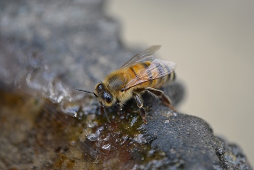 Bee - Buckfast honey bee - sipping water - close-up at stone water hole