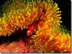 anemon-clownfish-anton-w-lowres