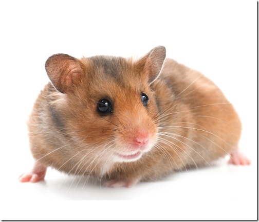 hamster grande imagen (10) hamster grande imagen (10)