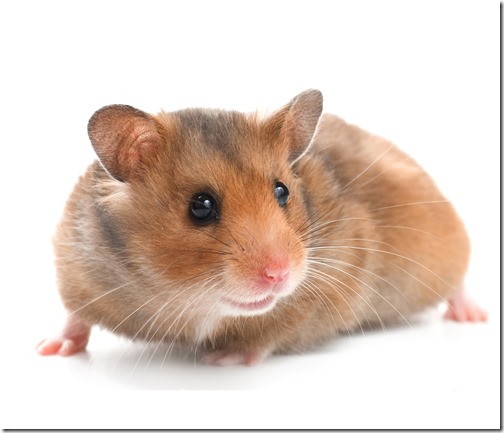 hamster grande imagen (10)