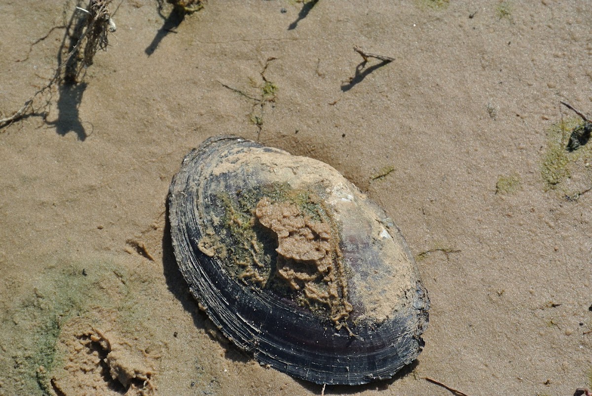 Freshwater Mussel Shell