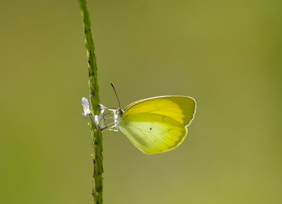 Eurema elathea lamasi BRÉVIGNON, 1993. Camp Caïman, Montagne de Kaw (Guyane), 13 novembre 2011. Photo : J.-M. Gayman